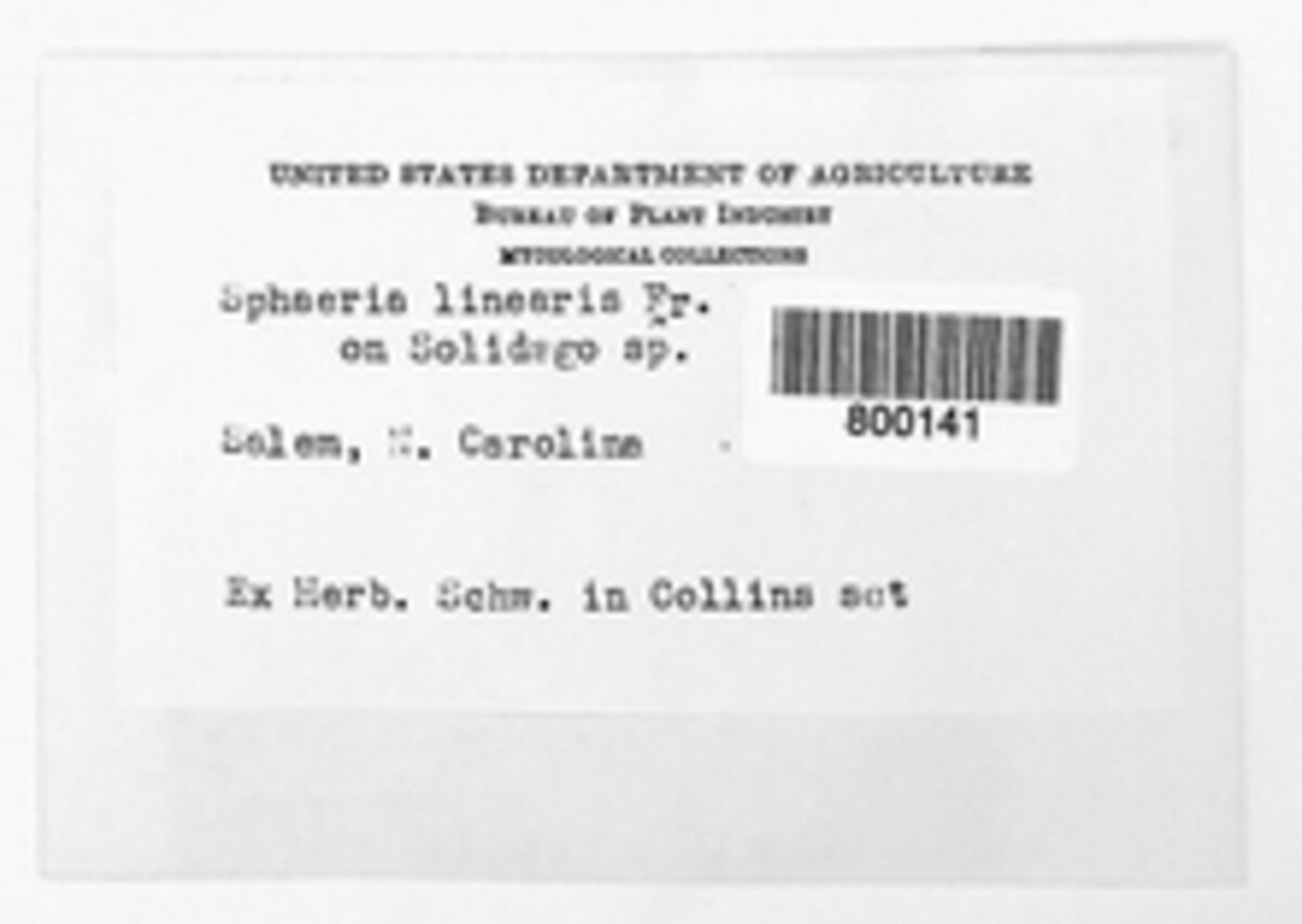 Clypeoporthe linearis image